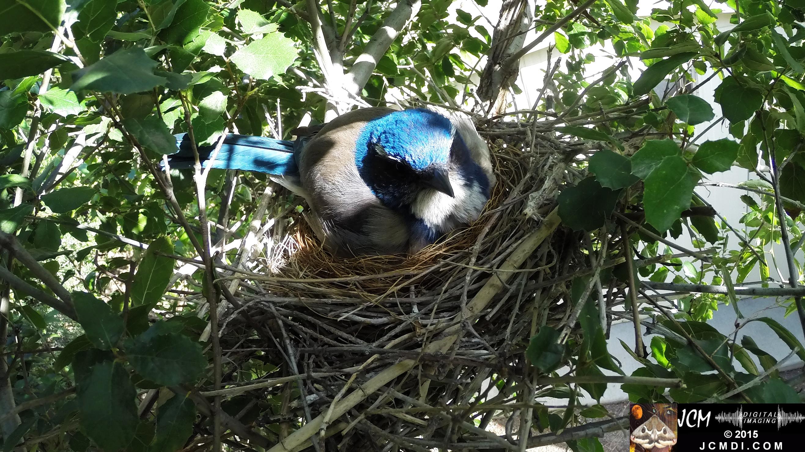 Scrub Jay nest and activity GoPro Hero3+ Black 3-3132015 Santa Clarita JCMDI.COM